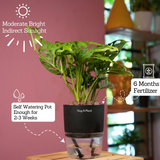 Monstera Adansonii | Broken Heart Plant- Live Plant (With Self-Watering Pot & Plant)