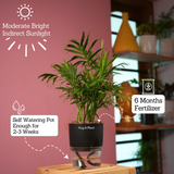 Chamaedorea Palm (Chamaedorea seifrizii) - Live Plant (With Self-Watering Pot & Plant)