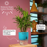 Chamaedorea Palm (Chamaedorea seifrizii) - Live Plant (With Self-Watering Pot & Plant)