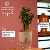 Lotus Bamboo / Lucky Bamboo - Live Plant (With Self-Watering Pot & Plant)