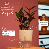 Zamioculcas Raven / Black ZZ Plant (Zamioculcas zamiifolia)- Live Plant (With Self-Watering Pot & Plant) (Home & Garden)
