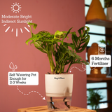 Monstera Adansonii | Broken Heart Plant- Live Plant (With Self-Watering Pot & Plant)