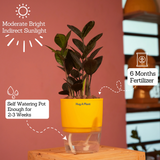 Zamioculcas Raven / Black ZZ Plant (Zamioculcas zamiifolia)- Live Plant (With Self-Watering Pot & Plant) (Home & Garden)