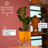 Zamioculcas zamiifolia ƒ??Zenziƒ?? Dwarf ZZ Plant- Live Plant (With Self-Watering Pot & Plant)