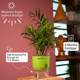 Chamaedorea Palm (Chamaedorea seifrizii) - Live Plant (With Self-Watering Pot & Plant)