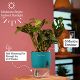 Monstera Adansonii | Broken Heart Plant- Live Plant (With Self-Watering Pot & Plant)