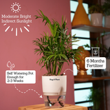 Chamaedorea Palm (Chamaedorea seifrizii) - Live Plant (With Self-Watering Pot & Plant)
