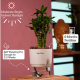 Lotus Bamboo / Lucky Bamboo - Live Plant (With Self-Watering Pot & Plant)