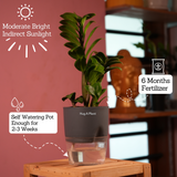 Zamioculcas zamiifolia ƒ??Zenziƒ?? Dwarf ZZ Plant- Live Plant (With Self-Watering Pot & Plant)