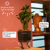 Lotus Bamboo / Lucky Bamboo - Live Plant (With Self-Watering Pot & Plant)