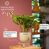 Monstera Adansonii | Broken Heart Plant- Live Plant (With Self-Watering Pot & Plant)