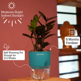 Zamioculcas Raven / Black ZZ Plant (Zamioculcas zamiifolia)- Live Plant (With Self-Watering Pot & Plant) (Home & Garden)