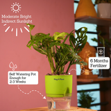 Monstera Adansonii | Broken Heart Plant- Live Plant (With Self-Watering Pot & Plant)