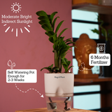 Zamioculcas zamiifolia ƒ??Zenziƒ?? Dwarf ZZ Plant- Live Plant (With Self-Watering Pot & Plant)