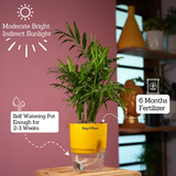Chamaedorea Palm (Chamaedorea seifrizii) - Live Plant (With Self-Watering Pot & Plant)