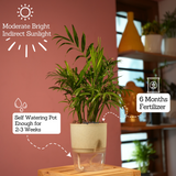 Chamaedorea Palm (Chamaedorea seifrizii) - Live Plant (With Self-Watering Pot & Plant)