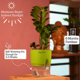 Zamioculcas zamiifolia ƒ??Zenziƒ?? Dwarf ZZ Plant- Live Plant (With Self-Watering Pot & Plant)