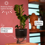 Zamioculcas zamiifolia ƒ??Zenziƒ?? Dwarf ZZ Plant- Live Plant (With Self-Watering Pot & Plant)