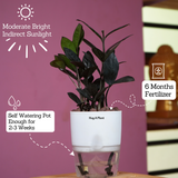 Zamioculcas Raven / Black ZZ Plant (Zamioculcas zamiifolia)- Live Plant (With Self-Watering Pot & Plant) (Home & Garden)