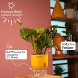 Monstera Adansonii | Broken Heart Plant- Live Plant (With Self-Watering Pot & Plant)