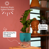Zamioculcas zamiifolia ƒ??Zenziƒ?? Dwarf ZZ Plant- Live Plant (With Self-Watering Pot & Plant)