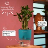Lotus Bamboo / Lucky Bamboo - Live Plant (With Self-Watering Pot & Plant)