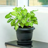 Hug A Plant|UV Treated Round Bottom Tray Suitable for 8 inch Round Plastic Pot|Heavy Duty Highly Durable Tray for Indoor Home & Garden Decor (20CM|8INCH )