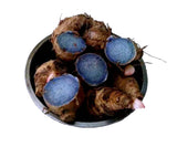 Black Turmeric Rhizome / Kari Manjal (Curcuma aeruginosa)