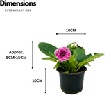 Gloxinia Plant (Any Color)- Live Flowering Plant in 10cm Pot (Home & Garden)