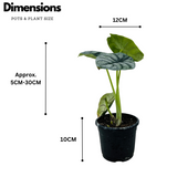 Alocasia Silver Dragon- Live Plant (Home & Garden)