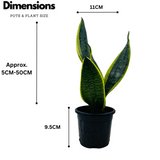 Sansevieria "Gold Flame" / Snake Plant (Dracaena trifasciata)- Live Plant in pot (Home & Garden)