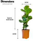 Ficus Lyrata | Fiddle Leaf Fig - Live Plant in 6inch Pot (Home & Garden)
