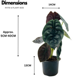 Alocasia Red Secret- Live Plant (Home & Garden)