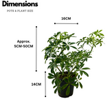 Schefflera- Live Plant (Home & Garden)