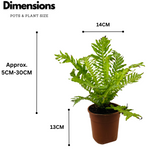 Tree Fern | Silver Lady (Blechnum Gibbum)- Live Plant in pot (Home & Garden)