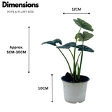 Alocasia Dragon Scale - Live Plant (Home & Garden)