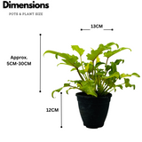 Philodendron Xanadu Golden (Thaumatophyllum xanadu)- Live Plant (Home & Garden)