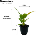 Philodendron Narrow Escape / Tiger Tooth - Live Plant in 10cm Pot (Home & Garden)