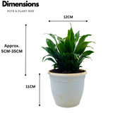 Dracaena Compacta - Live Plant in 12cm Pot (Home & Garden)