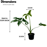 Philodendron Goeldi (Thaumatophyllum Spruceanum) - Live Plant (Home & Garden)