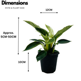 Philodendron Birkin / White Wave - Live Plant in 12cm Pot (Home & Graden)