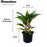 Aglaonema Sapphire Pink- Live Plant (Home & Garden)