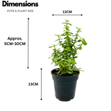 Jade Plant (Crassula Argentea) - Live Plant in 13cm Pot (Home & Garden)