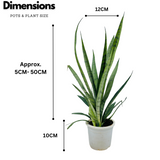 Sansevieria Silver Princess / Snake Plant (Sansevieria trifasciata)- Live Plant in 12cm Pot (Home & Garden)