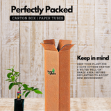 Malabar Tamarind / Kudampuli (Grafted) (Garcinia cambogia) Fruit Live Plant (Home & Garden)