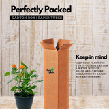 Kanakambaram | Aboli | Crossandra | Firecracker Flower (Crossandra Infundibuliformis) Flowering/Ornamental Live Plant (Home & Garden)