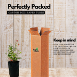 Madhumalati / Rangoon Creeper (combretum indicum)- Flowering/Ornamental/Live Plant (Home & Garden)