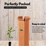 Cloves Plant (Syzygium Aromaticum) Live Spice Plant (Home & Garden)