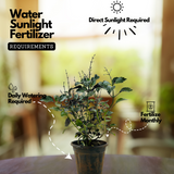 Blue Salvia (Salvia azurea) Flowering/Ornamental Live Plant (Home & Garden)