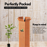 Chinese Sweet Orange Grafted Live Fruit Plant (Home & Garden)